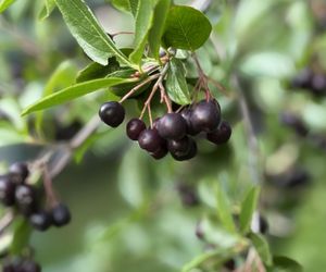 Aronia, krzew i owoce