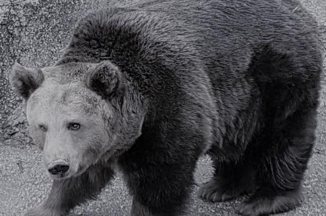 Nie żyje niedźwiedzica z warszawskiego zoo. Stolica żegna Małą