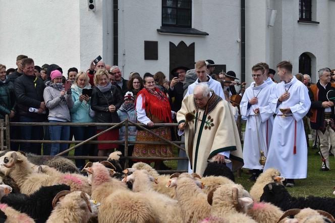 Poświęcenie owiec w czasie święta bacowskiego w Ludźmierzu