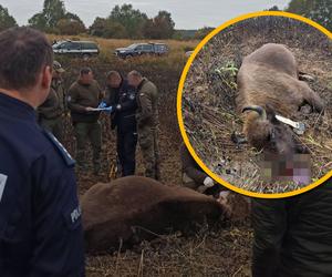 Kolejny zastrzelony żubr pod Drawskiem