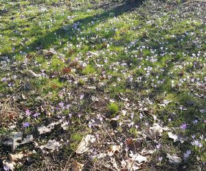 Czy  wiosna ostatecznie pokonała zimę? Pytamy Jarosława Mikietyńskiego z Ogrodu Botanicznego Instytutu Hodowli i Aklimatyzacji Roślin w Bydgoszczy