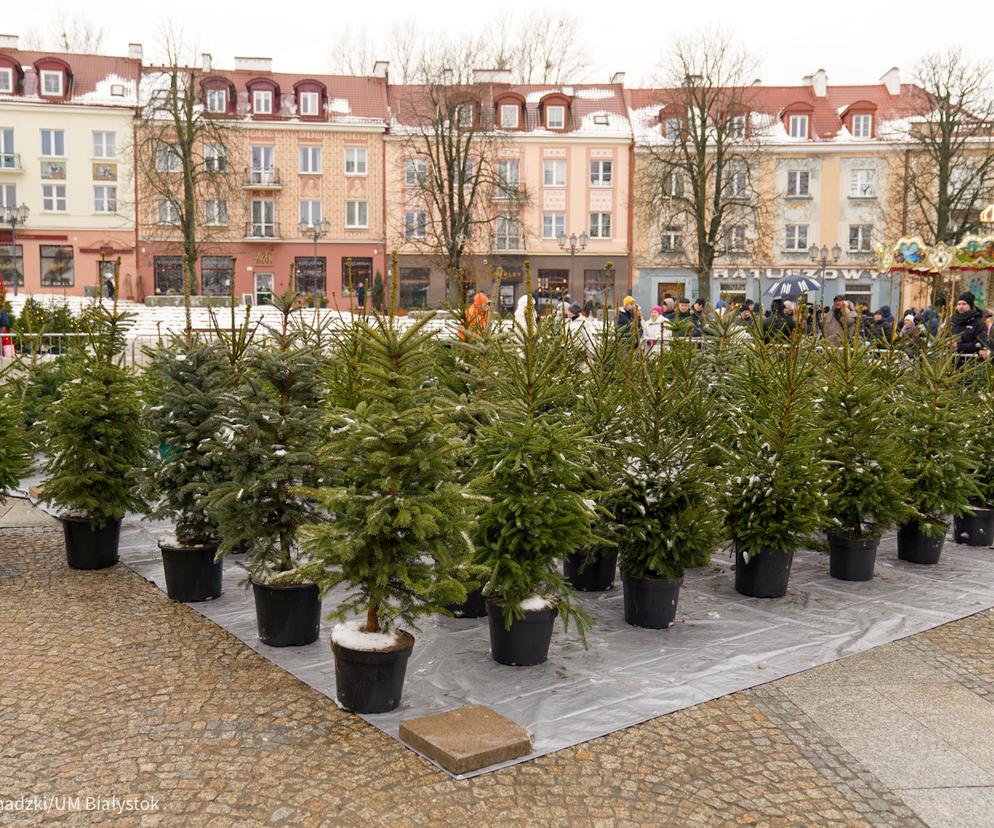 Akcja „Choinka” w Białymstoku. Mieszkańcy po raz czwarty odebrali drzewka w doniczkach 