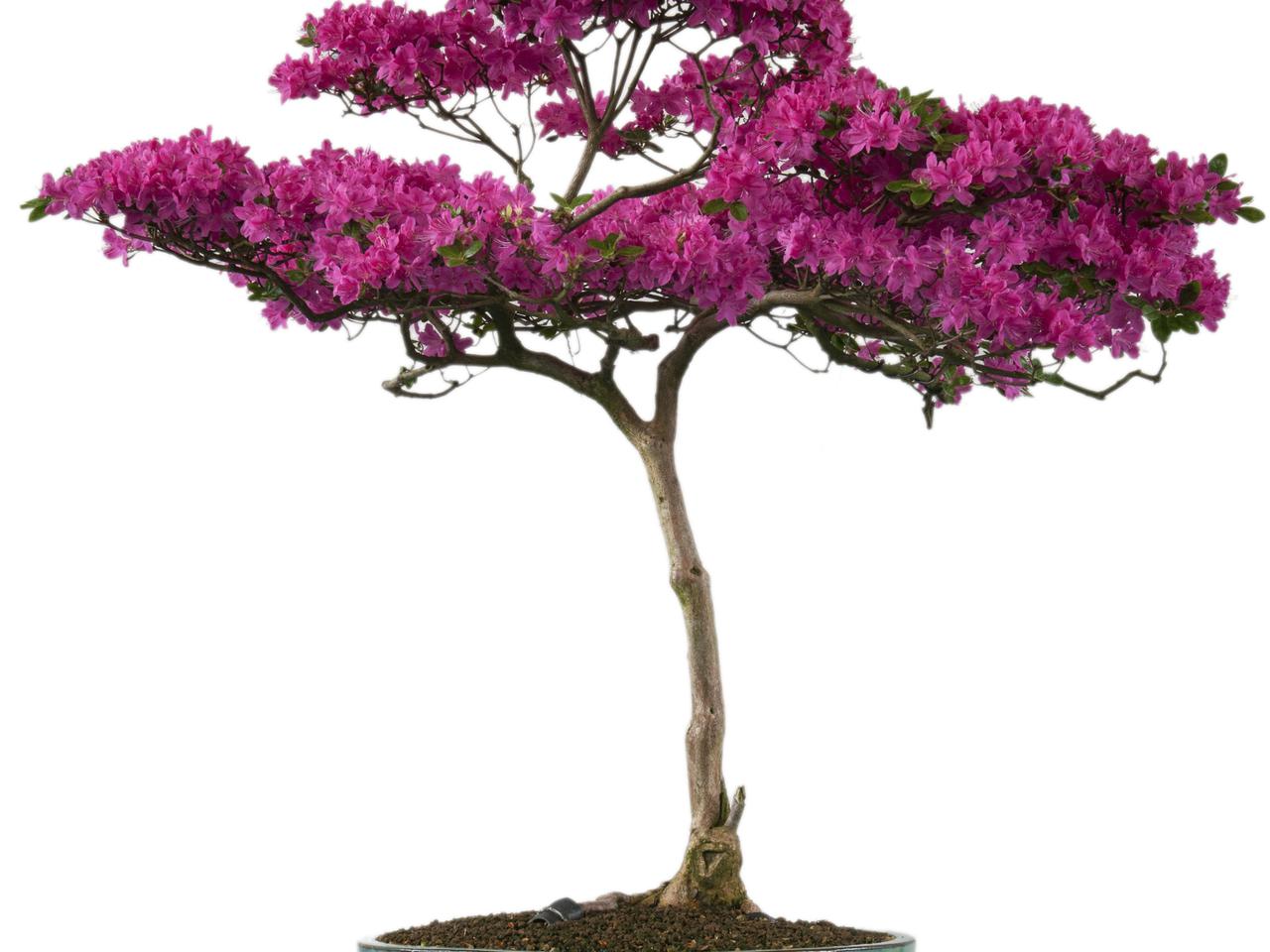 Kwitnące drzewka bonsai. Gatunki roślin na kwitnące bonsai