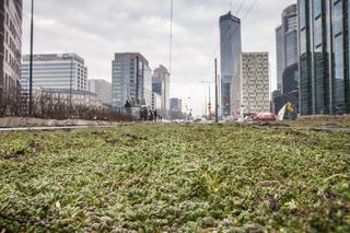 Tramwajarze zazielenili torowiska w centrum 