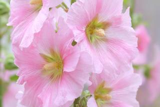 Malwa różowa (Alcea rosea)