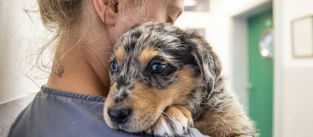 Szczeniaczki sierotki szukają domu