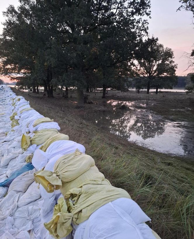 Walka z powodzią NA ŻYWO. Fala kulminacyjna przechodzi przez województwo lubuskie 