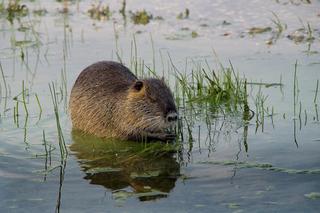 Rybnik walczy o nutrie i szuka kogoś, kto utworzy azyl, bo miasto nie może