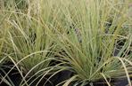 Kortaderia pampasowa 'Splendid Star' 