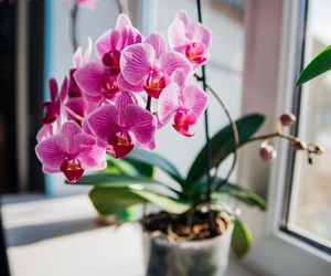 Storczyki najpiekniejszymi kwiatami doniczkowymi