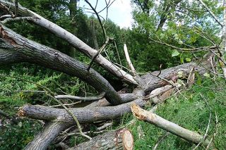  Tragiczne skutki wichury. Drzewo runęło na matkę z dzieckiem w wózku!