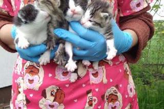 Kotki z Francji do Polski