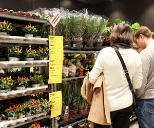 Festiwal roślin odbywa się w Katowicach