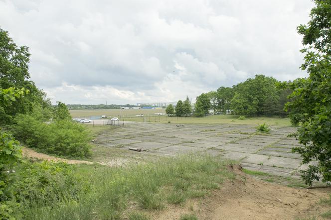 Chcą nam wyciąć las