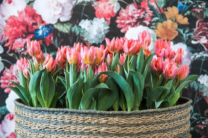 Tulipany w doniczce już kwiatną
