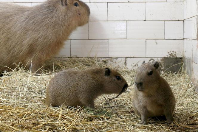 Nowe narodziny w gdańskim zoo