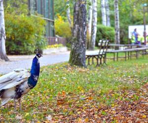 Zobacz jak wygląda największy park miejski w Polsce