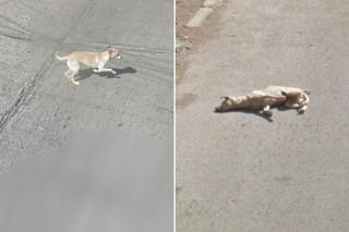 Google-Street-View-dog