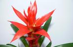 Guzmania