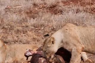 Marcin Mroczek oko w oko z lwem