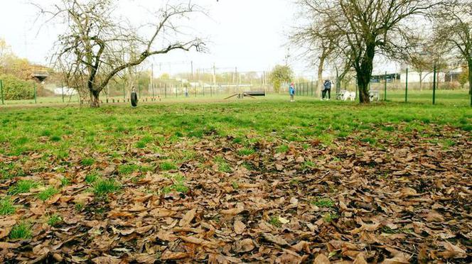 Psiaki mają tu jak w raju! Dzięki BBO ich wybieg zmienił się nie do poznania!  [ZDJĘCIA]