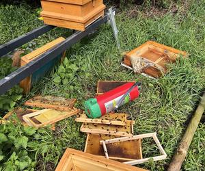 Zniszczył pasiekę w pałacowym ogrodzie. Trzy rodziny pszczół zginęły