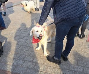 33. Finał WOŚP z grupą krakowskich Golden Retrieverów