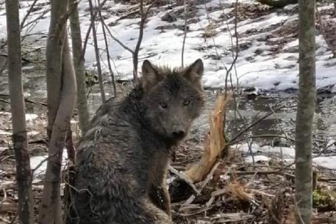 Leśnicy z Młynar uratowali wilka. Zwierzę zaplątało się we wnyki kłusownika