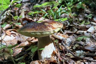 Letni wysyp grzybów na Podkarpaciu