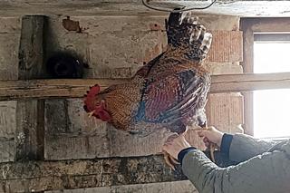 Dramat w Seroczynie. Kogut zaatakował weterynarza z Warszawy. Pan Wiesław tego nie przeżył