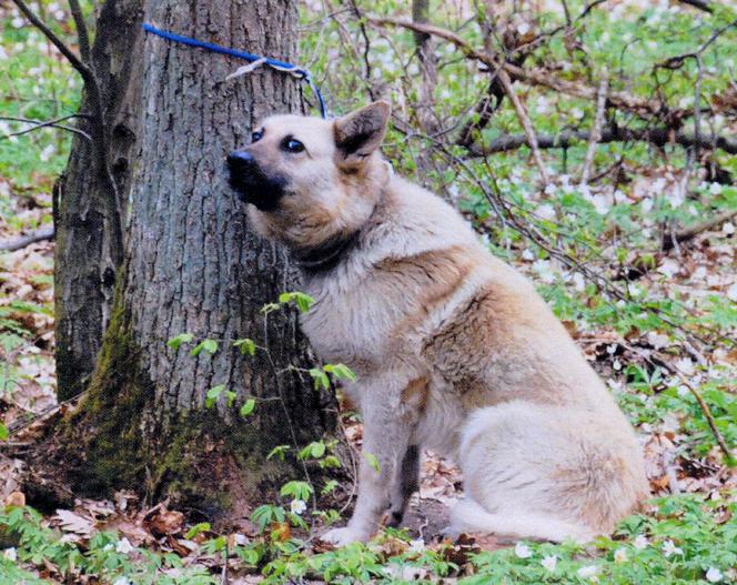 Lubelskie: Przywiązał psa do drzewa i zostawił na pastwę losu