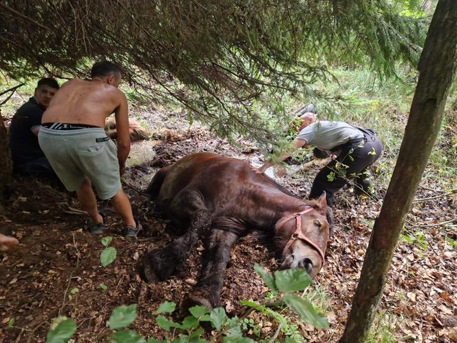 Nietypowe interwencje służb. Strażacy-ochotnicy uratowali stado koni, a strażnicy miejscy sarenki