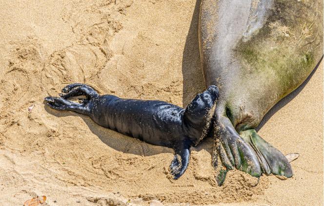 Szczenię foki na hawajskiej plaży 