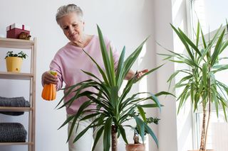 Zalewam wrzątkiem i po 30 minutach podlewam jukę. Obsypuje się zielonymi pędami i rośnie jak szalona. Naturalny do juki domowej