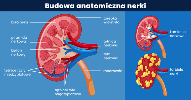 Budowa anatomiczna nerki
