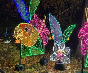 Garden of Lights we Wrocławiu