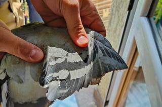 Bestialstwo to zbyt delikatne określenie. Ktoś obciął gołębiowi skrzydło i ogon