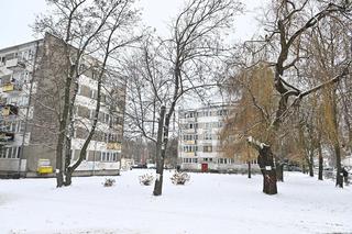 Zostawcie drzewa w spokoju. Mieszkańcy Wołomina protestują przeciwko wycince 