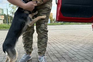 Suczka żyła wśród pól, na łańcuchu. Nawet nie przy budzie. Od wiatru osłaniała ją taczka