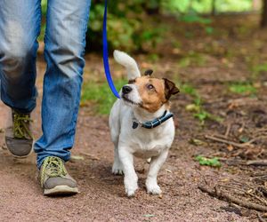 Wspólny pochówek człowieka ze zwierzęciem. Takie pogrzeby są już możliwe