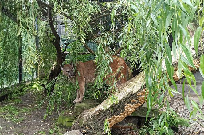 Puma Nubia zostanie w Chorzowie. Były właściciel zwierzęcia i poznańskie ZOO podpisali ugodę