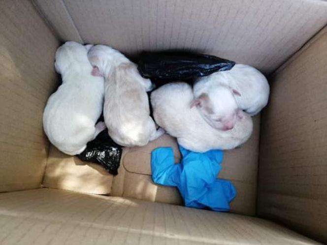 42-latka wyrzuciła szczeniaki do śmietnika. Obrzydliwe zachowanie mieszkanki podnakielskiej wsi