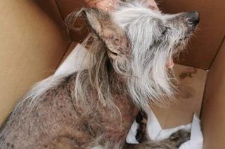 Suczka znaleziona w kontenerze na śmieci przy ulicy Gdańskiej w Łodzi