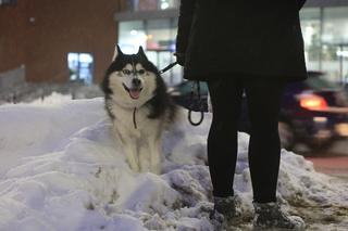 Drewniane rzeźby nad Bystrzycą w Lublinie okryły się białym puchem