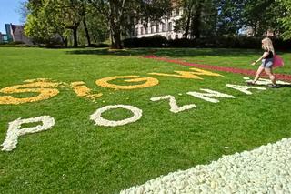 Dywany z kwiatów w Poznaniu