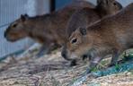 Kapibary przejmują łódzkie ZOO! Do dwóch samic dołączył samiec