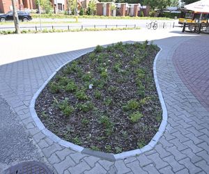 Mieszkańcy Warszawy oceniają efekty rozbetonowania stolicy. Przeżyliśmy upał na „zielonym skwerze”