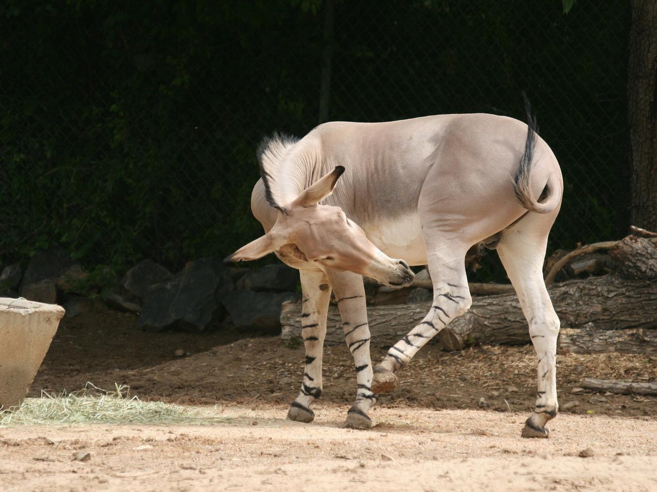 Przedstawiciel zagrożonego gatunku przyszedł na świat w płockim ZOO!