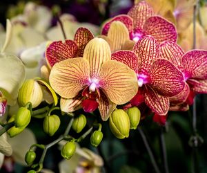 Już 1 szklanka tego napoju sprawi, że żółkniejący storczyk znów się zazieleni i pojawią się nowe pąki. Tą odżywkę muszą znać wszyscy miłośnicy storczyków