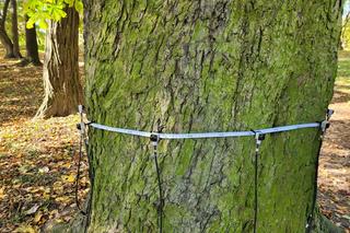 Piekary Śląskie. Miasto kupiło tomograf do prześwietlania drzew. 